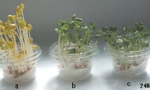 蜂蜜加白醋洗脸有什么功效-专业蜂蜜洗脸的正确方法与功效平台-用醋洗脸有什么作用和功效